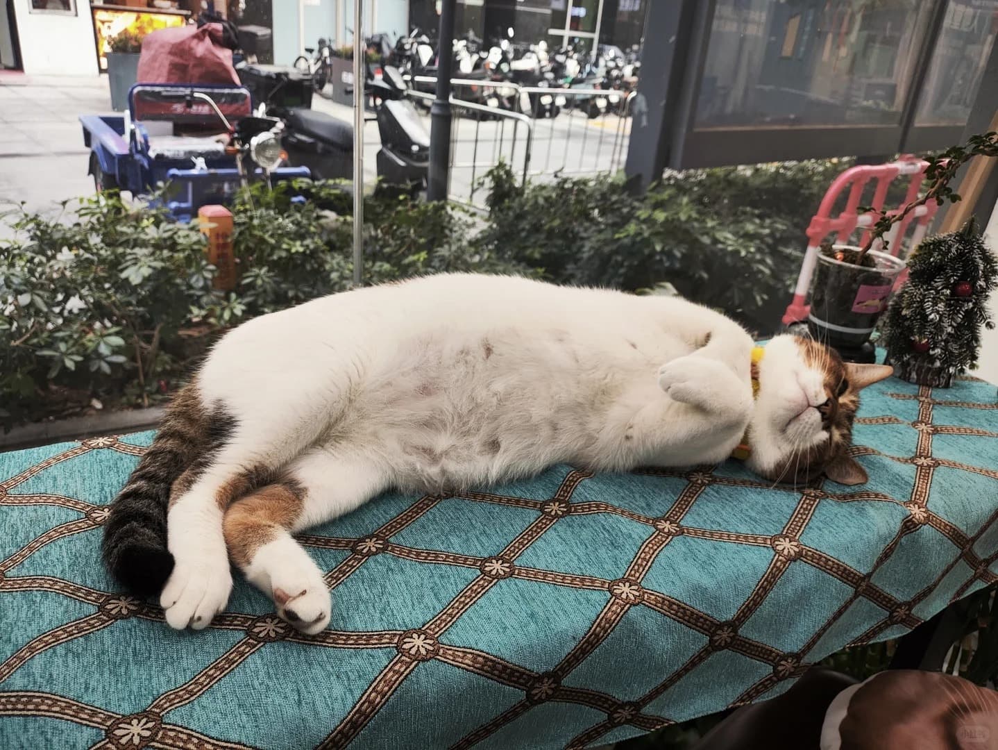 The Craft Head bar cat asleep on the terrace